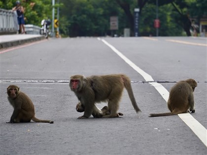 逛壽山動物園遭獼猴侵擾 園方籲不提掛塑膠袋