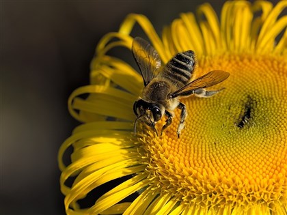國輻中心救蜜蜂 破解病毒結構助開發天然藥物創全球先例