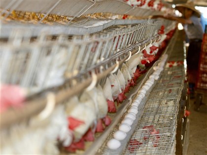 早安世界》稳定产能 农委会以18.65亿元助蛋鸡场改建