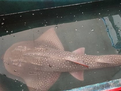 不是每條魚都要殺來吃 魚販野放罕見波口鱟頭鱝[影]