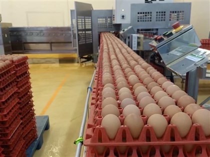 台泰洽谈鸡蛋检疫条件 泰国拟向台湾出口逾500万颗