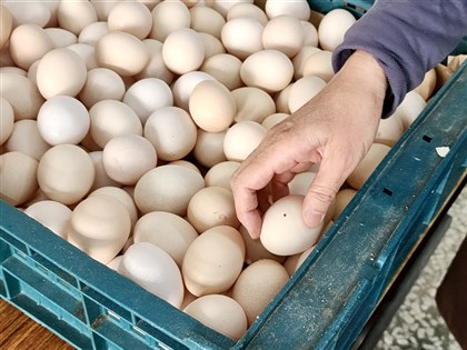 陈吉仲：鸡蛋国内产能5月中回到稳定水准