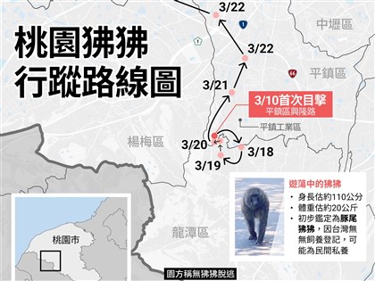 林務局：桃園狒狒初步鑑定為豚尾狒狒 台灣無飼養登記