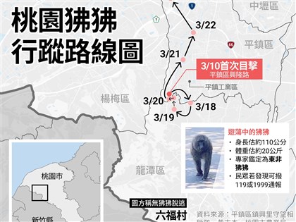 東非狒狒行蹤路線圖曝光 桃園平鎮圍捕未果疑往新屋[影]