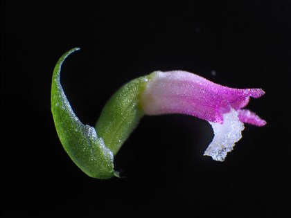 日本科學家發現新品種蘭花「八丈綬草」 花朵如玻璃、公園就可見