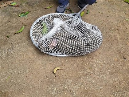 桃園狒狒死亡爭議 槍傷及圍捕人馬疑點待釐清