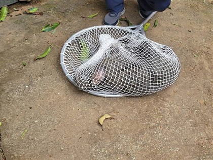 桃園狒狒屍體送北市動物園檢驗 是否親緣鑑定待林務局決定