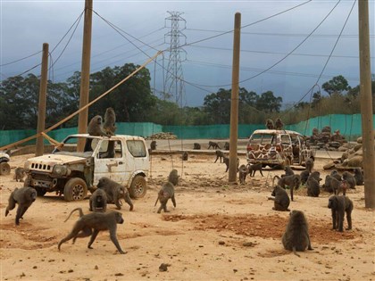 林務局要求六福村狒狒全植入晶片 1個月內改善圈養場防逃設施