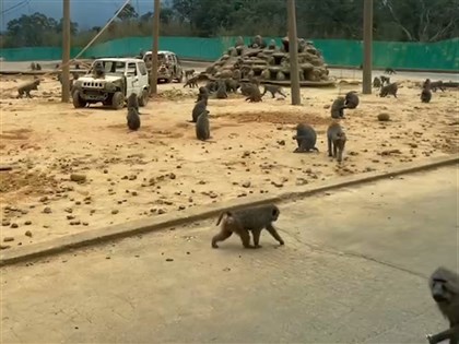 狒狒数量遭爆料超过250只 六福村：待清查