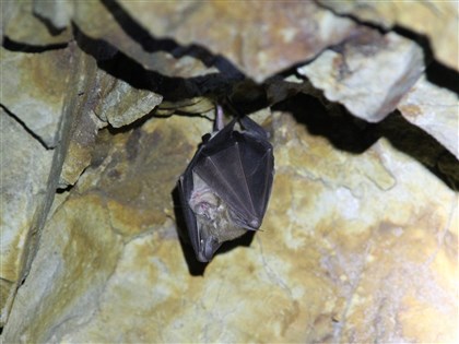 人畜共通傳染病有哪些？為何愈來愈多？QA一次看