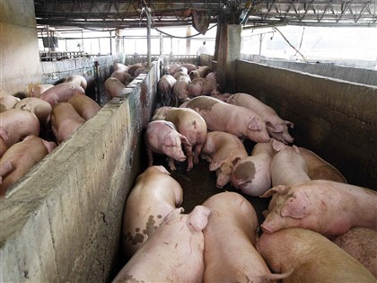 陳吉仲：豬肉不會短缺 拍賣依合理價格運作