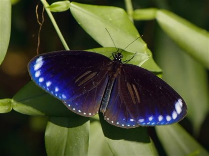 拍紫斑蝶0.1秒變化17色 詹家龍盼留給下一代環教課[影]