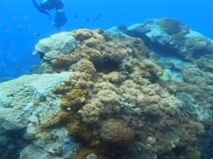 綠島千年大香菇倒塌6年 面積只剩35％恐消失[影]