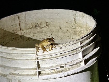 外來種斑腿樹蛙現蹤吉安  花蓮縣府將捕捉移除