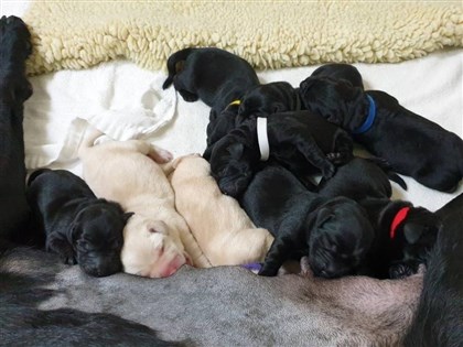 15隻小可魯誕生了 惠光導盲犬學校徵寄養家庭