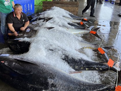 台東「魚頭船長」搶贏海豚 與姪合釣18尾黑鮪魚寫紀錄[影]