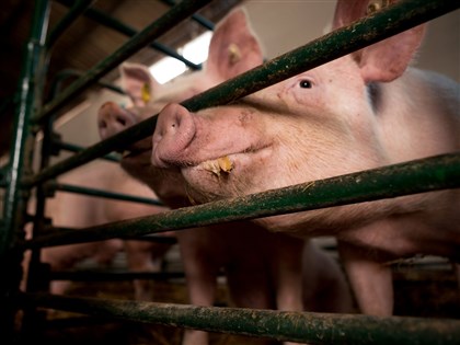 今年首例新型猪流感H1N2v 中部少女课余赴养猪场染疫