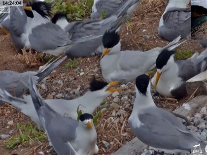 黑嘴端鳳頭燕鷗孵蛋 直播馬祖神話之鳥溫馨復育