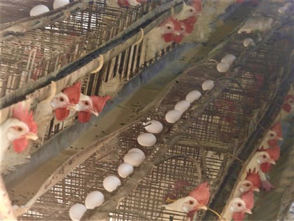 6月中、下旬推蛋中雞場禽流感保險  降低風險
