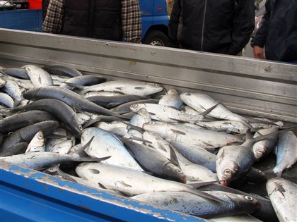 虱目魚價5月創近3年同期新高 漁業署估下半年回穩