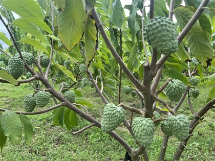 台東鳳梨釋迦打進中國市場  華麗轉身伴隨高風險