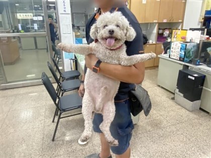 比熊犬偷溜玩耍又迷路 高雄警一眼認出逃家慣犯