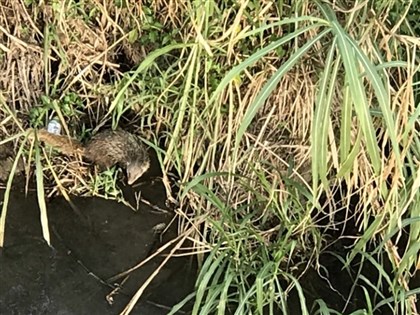 保育類動物食蟹獴一家3口現蹤政大 專家：絕無僅有案例[影]