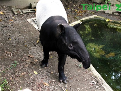 北市動物園馬來貘「貘克」死亡  原因待解剖釐清