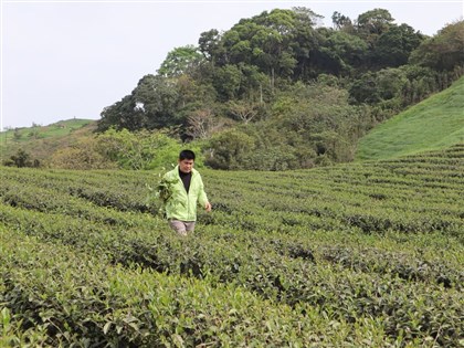 花蓮茶農林俊傑研製蜜香紅茶 獲「美食奧斯卡」3星獎
