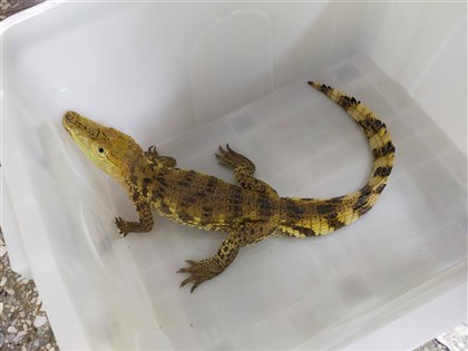 鱷魚出逃引虛驚 新北動保處：最高可罰1.5萬元