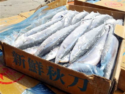 日本排核處理水 漁業署增加秋刀魚抽驗件數
