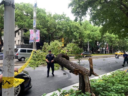 北市路樹傾倒砸死機車騎士 警朝過失致死罪嫌偵辦