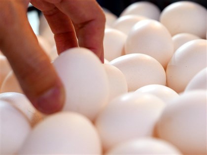 進口蛋遭疑補貼特定對象  農業部：未補助業者