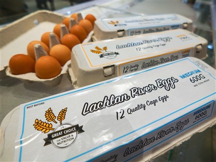 農業部：進口雞蛋使產地價回穩 政策效益全民得利