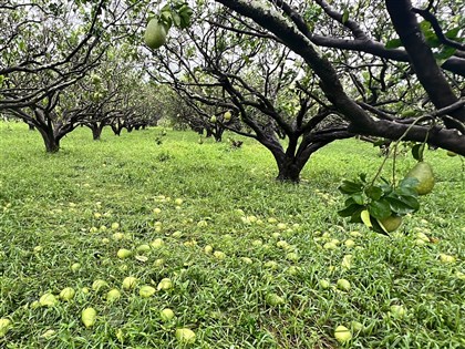 颱風海葵橫掃南台灣 全國農損逾2.58億元台東居多
