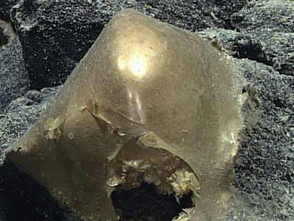 阿拉斯加深海發現「金蛋」 科學家不知為何物
