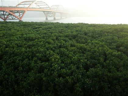 學者：台灣現有藍碳35萬噸 紅樹林減碳是森林2.5倍