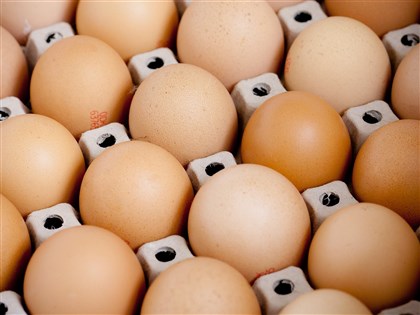 農業部公布進口蛋流向 2491萬顆通路販售、5402萬顆耗損到期銷毀