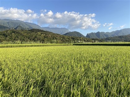 氣象專家：聖嬰影響亞洲稻米減產 台灣衝擊相對小