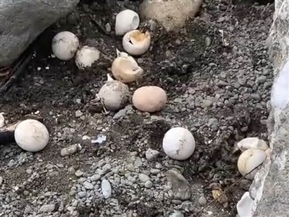 颱風海葵沖刷海龜卵窩裸露 蘭嶼海邊遊蕩犬找蛋吃