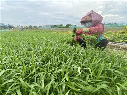 農業部：老農退休雙層保障 老農津貼加農退儲金