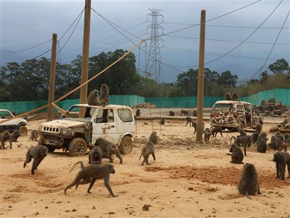 狒狒案遭糾正  農業部林業署：未派獵人前往圍捕