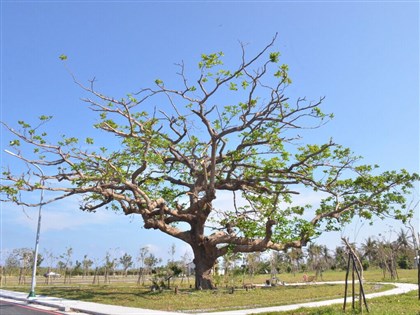 挺過無數颱風 台東唯一列管欖仁樹再昇華