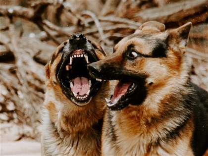 新北飼主放養寵物狗擾鄰 動保處稽查重罰8萬6000元