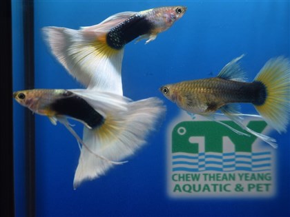 耗費3、4年培育 台灣孔雀魚獲2023世界冠軍