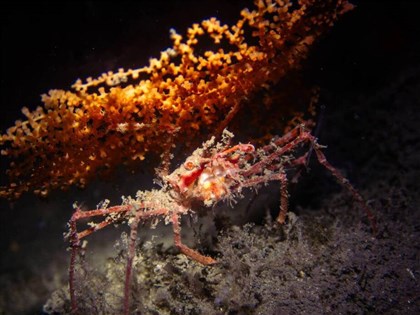 基隆潮境保育區記錄到深海蟹剪珊瑚偽裝 物種待辨識