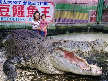 麻豆鱷魚王「小河」病逝中國 送廈門6年曾傳遭不當虐待