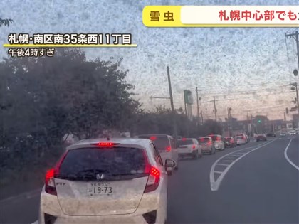 北海道札幌大量雪蟲飛舞 民眾外出5分鐘全身沾滿蟲[影]