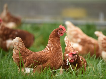 英國團隊研究基因編輯 雞隻可避免染禽流感