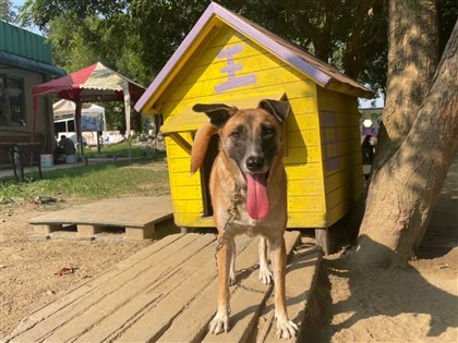 流浪狗變身保鑣 台南訓練遊蕩犬幫農友保護莊稼牲畜